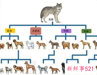狼的祖先进化图