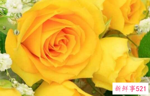 16朵黄玫瑰花代表什么意思