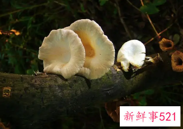 长在树边的是什么蘑菇能吃吗