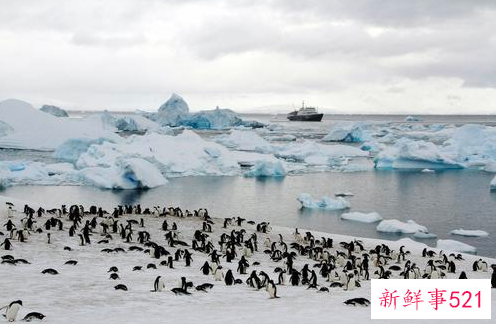 人类导致南极积雪变“黑”：1人就能让83吨冰雪融化