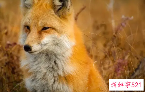 梦见打狐狸是什么征兆