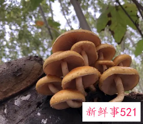 长在树边的是什么蘑菇能吃吗