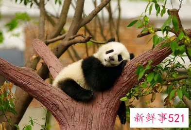 棕色大熊猫在秦岭已被发现10次