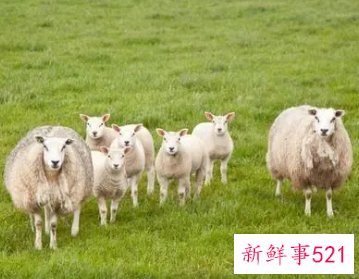 2023年属羊的人运势如何