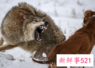 描写狼捕猎时的动作