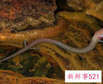 世界级保护动物洞螈