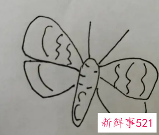 蝴蝶的翅膀花纹怎么画