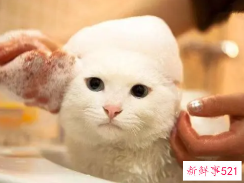 让猫自愿洗澡小妙招