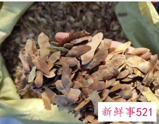 五角枫的种子处理方法