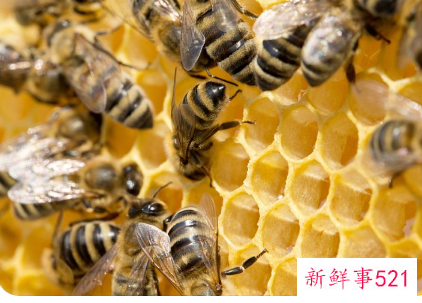 蜜蜂怎么繁殖
