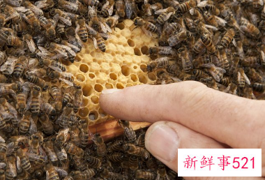 蜜蜂怎么繁殖