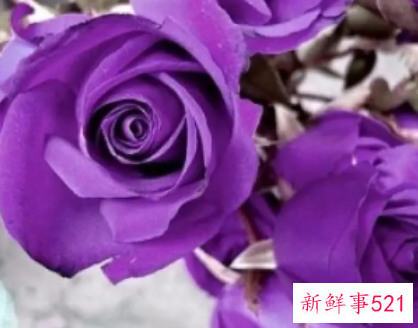 梦见紫色的花是什么预兆