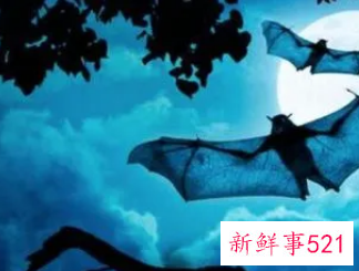 梦见蝙蝠飞到自己身上是什么意思