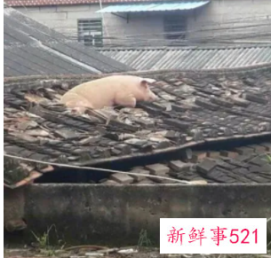 梦见猪上房顶