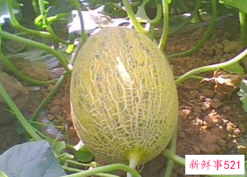 哈密瓜是什么季节的水果