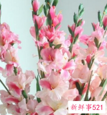春节家庭摆放鲜花