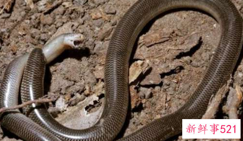 世界上最短小的蛇是什么