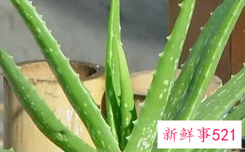 芦荟祛斑用法