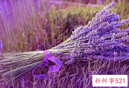 中国最大的薰衣草种植基地