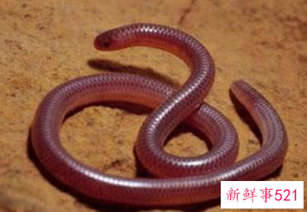 世界上最短小的蛇是什么