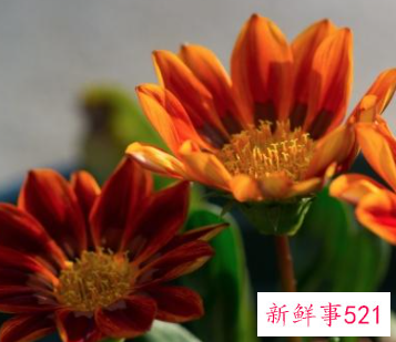 春节家庭摆放鲜花
