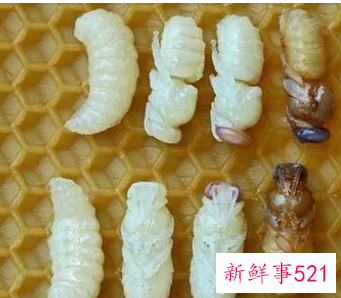 蜂蛹吃了会得甲状腺癌吗