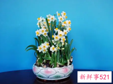春节家里放什么花