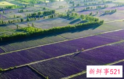 中国最大的薰衣草种植基地