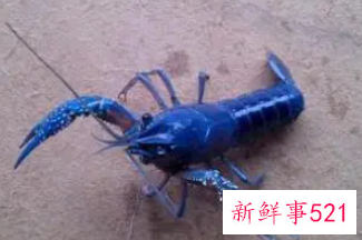 蓝色淡水小龙虾