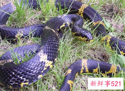 蛇表示友好的行为