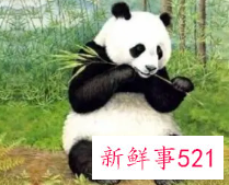 国宝大熊猫作文400字三年级