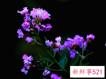 紫薇的花语和寓意是什么