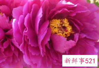 牡丹花素来有国色天香的美称是诗人谁所作