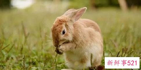 属兔的吉祥色是什么颜色