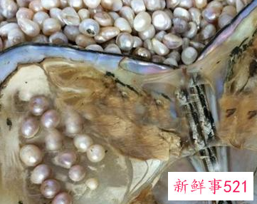 河蚌怎样才能产珍珠