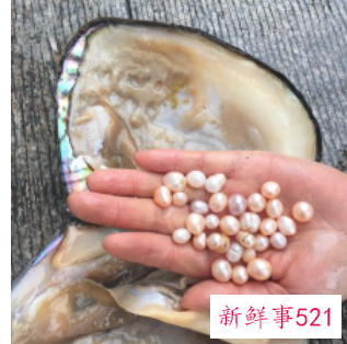 河蚌怎样才能产珍珠