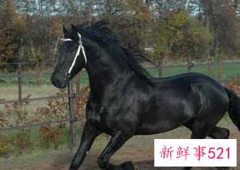 梦见黑色的马