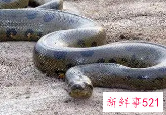 梦见一条大蟒蛇是什么意思