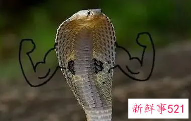 与蛇有关的成语有哪些