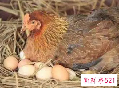 公鸡踩母鸡影响下蛋吗