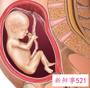 怀孕1一9月胎位变化图片