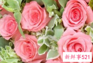 12朵粉玫瑰花语