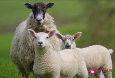 属羊女在乎一个人的表现