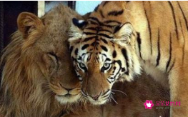 梦见养老虎和狮子是什么意思