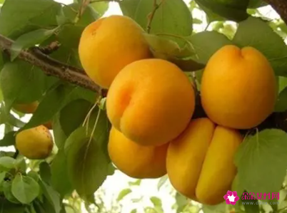 杏子的功效与作用及食用方法