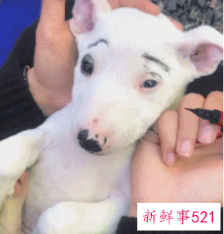 给自己的狗狗化妆方法