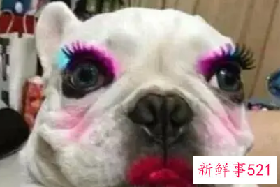 给自己的狗狗化妆方法