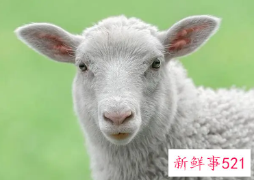 梦见带角的羊是什么意思