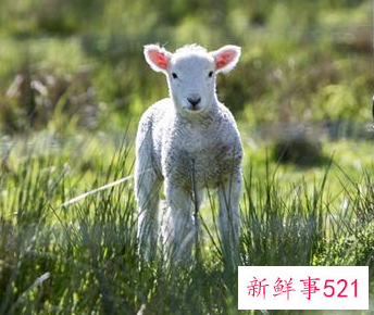 梦见带角的羊是什么意思