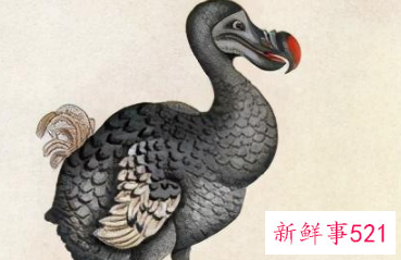 中国的国鸟是什么